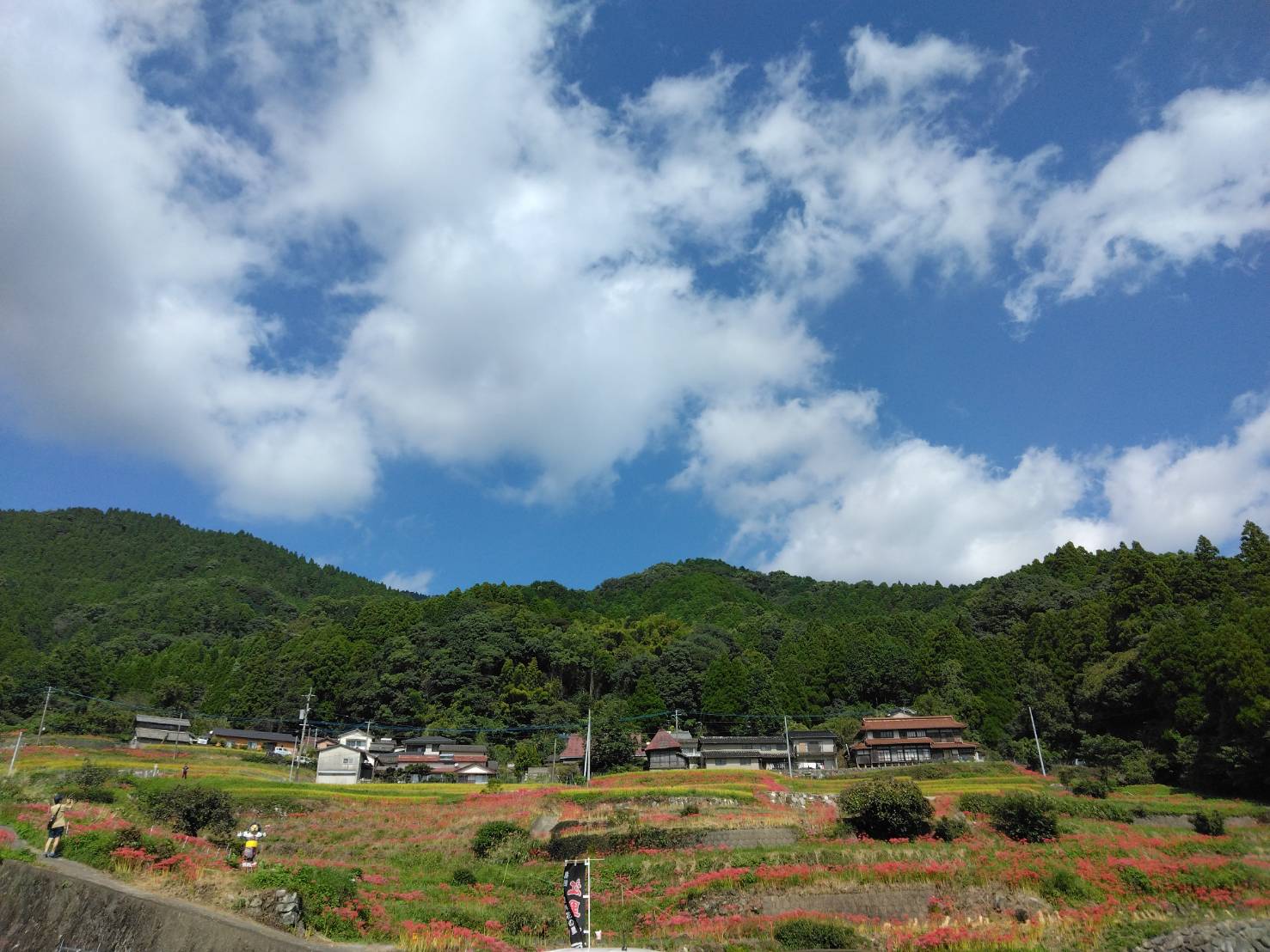 朝ドラ『らんまん』よかったですね♪